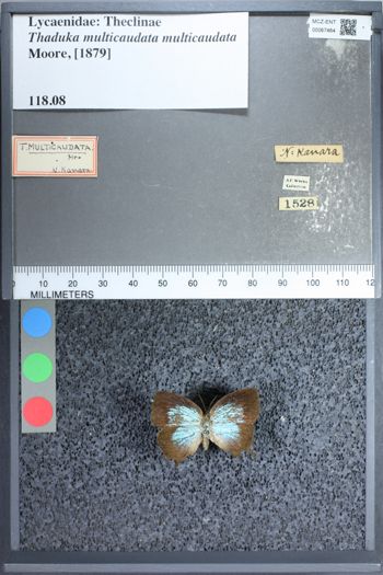 Media type: image;   Entomology 67464